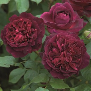 Ciemnoczerwona róża rabatowa, zbliżenie kwiatów.