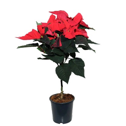Poinsecja - Gwiazda Betlejemska na pniu -  don. 15 cm