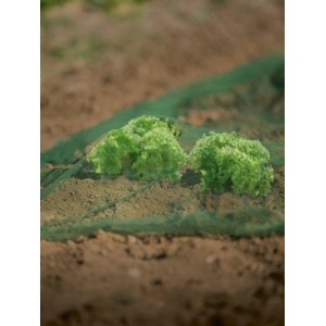 Zielona siatka na warzywa i owoce (2x5m) na sadzonkach sałaty w ogrodzie.