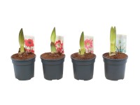 Amarylis 1 pęd wys. 25cm don. 13cm