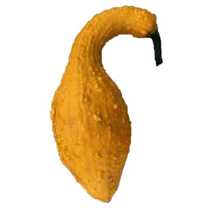 Dekoracyjna żółta tykwa do dekoracji ogrodu.