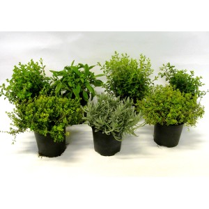 Różne zioła kulinarne w doniczkach, np. tymianek, szałwia i lawenda.