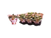 Żyworódka (Kalanchoe Rosalina) - don. 15 cm