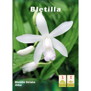 Bletilla Striata Alba: Eleganckie białe kwiaty storczyka naziemnego, idealne do ogrodu.