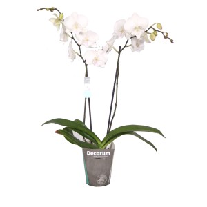 Biała orchidea w doniczce, elegancka roślina doniczkowa do stylowej dekoracji.