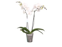 Phalaenopsis (Storczyk) mix 2 duże pędy wys. 70 - 75 cm