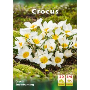 Białe krokusy z żółtym środkiem, idealne do wiosennych ogrodów. Cebulki kwiatowe.