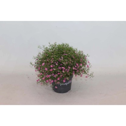 Gipsówka (Gypsophila) mix - don. 12 cm