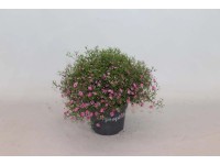 Gipsówka (Gypsophila) mix - don. 12 cm