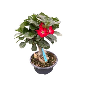 Róża pustyni szczepiona (Adenium obesum Grafted) don. 23 cm