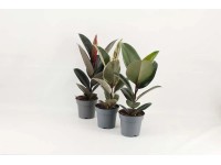 Fikus (Ficus elastica) mix - don. 14 cm