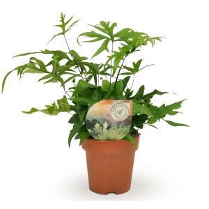 Paproć (Doryopteris pedata) don. 12 cm