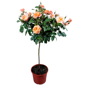 Róża rabatowa na pniu z morelowymi kwiatami w doniczce.