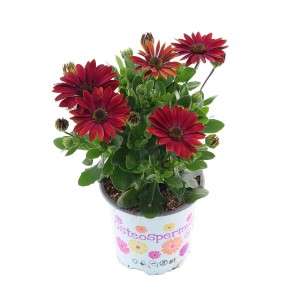 Osteospermum w doniczce, ok. 10,5 cm, z ciemnoczerwonymi kwiatami. Kwitnąca roślina rabatowa i balkonowa.