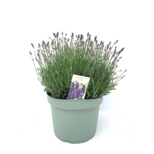 Lawenda wąskolistna (Lavandula angustifolia) don. 13 cm