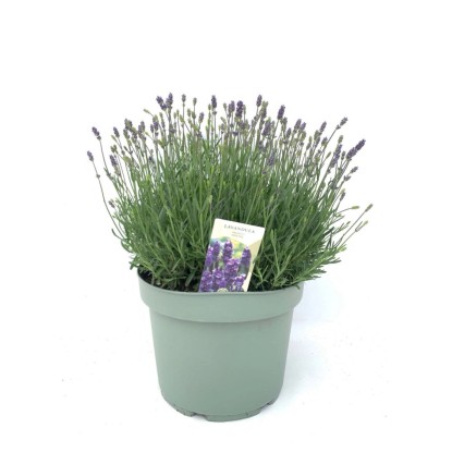 Lawenda wąskolistna (Lavandula angustifolia) don. 13 cm