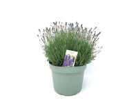 Lawenda wąskolistna (Lavandula angustifolia) don. 13 cm