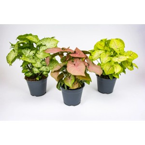 Trzy rośliny doniczkowe t.b.t. w różnych kolorach.
