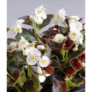 t.b.t. z białymi kwiatami i ciemnymi liśćmi, roślina kwitnąca do domu i ogrodu.