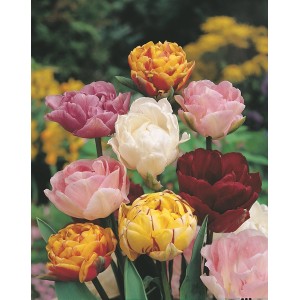 Różnokolorowe, pełne kwiaty tulipanów jako cebulki kwiatowe.