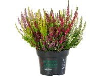 Wrzos (Calluna High Five Beauty Lady) - don. 23 cm