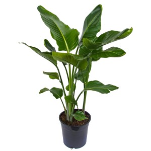 Strelicja biała (Strelitzia Nicolai) - wys. 100 cm, don. 24 cm