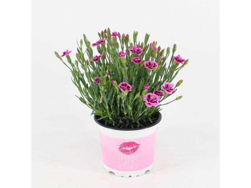 Dianthus Pink Kisses wys. 20cm don. 12cm kupuj w OBI