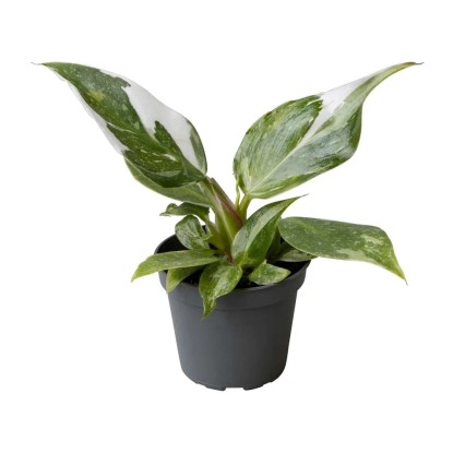 Filodendron (Philodendron White Knight) - don. 6 cm