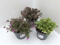 Floks (Phlox) Subulata mix - don. 13 cm