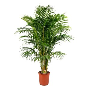Palma Dypsis (Dypsis lutescens) wys. 140 cm, don. 24 cm