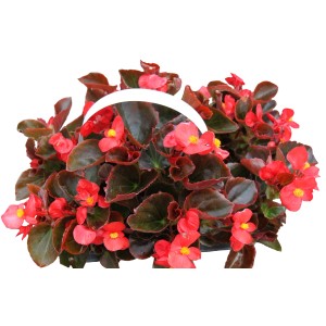 Kwitnąca begonia z czerwonymi kwiatami i ciemnymi liśćmi w wiszącej doniczce.