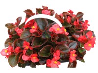 Begonia (Begonia) semperflorens - 6 szt.