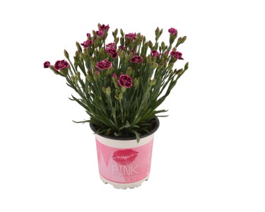 Goździk alpejski Dianthus Pink Kisses wys. 10-20cm don. 10,5cm