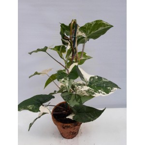 Roślina doniczkowa t.b.t. z zielono-białymi liśćmi w terakotowej doniczce.