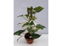 Syngonium Albo Variegata, wys. 35-45 cm, don. 12 cm