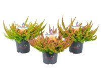 Wrzos (Calluna Seastar Beauty Ladies) - don. 11 cm