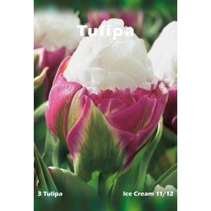 Tulipan 'Ice Cream': Różowo-zielony kwiat z białym wypełnieniem, specjalna cebulka do ogrodu.