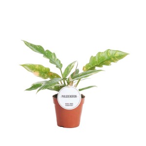 Filodendron roślina doniczkowa w brązowej doniczce, zielone liście z żółtymi akcentami.