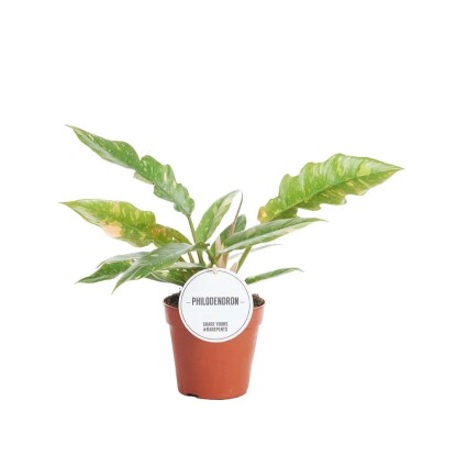 Filodendron (Philodendron Ring of Fire) - don. 12 cm