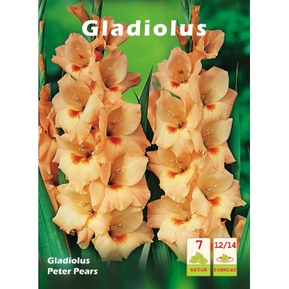 Mieczyk Peter Pears 7 szt.