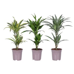 Trzy różne draceny (Dracena) w doniczkach, różne kolory liści.