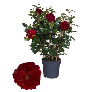 Ciemnoczerwona róża rabatowa w doniczce, podparta podporą.