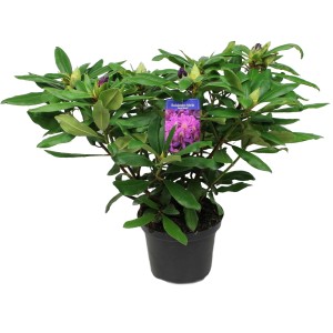 Kwitnąca roślina t.b.t. w doniczce z zielonymi liśćmi i fioletowymi kwiatami.