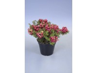 Pernettya mix wys. 25cm don. 14cm