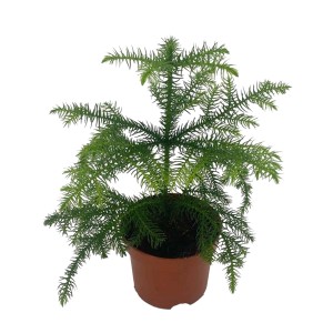 Araukaria różnolistna (Araucaria Hetrophylla) - don. 10 cm