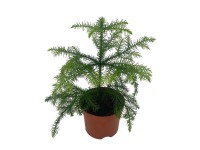 Araukaria różnolistna (Araucaria Hetrophylla) - don. 10 cm