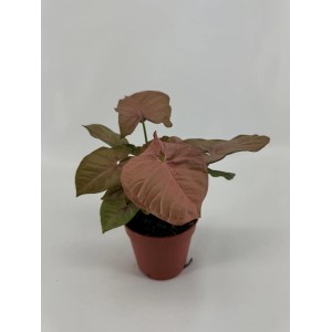 t.b.t. Roślina doniczkowa z różowymi liśćmi w doniczce.