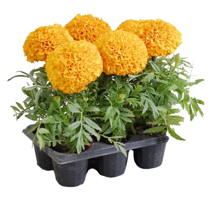 Rośliny rabatowe i balkonowe w wielopaku