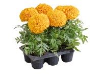 Rośliny rabatowe i balkonowe w wielopaku