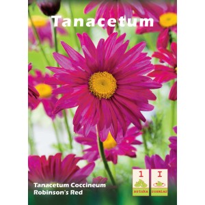 Zdjęcie Tanacetum Robinson's Red, purpurowo-czerwonego kwiatu podobnego do stokrotki. Cebulki kwiatowe.
